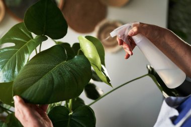 Bir sprey şişesinden yeşil yapraklar püskürtmeye yakın.                               