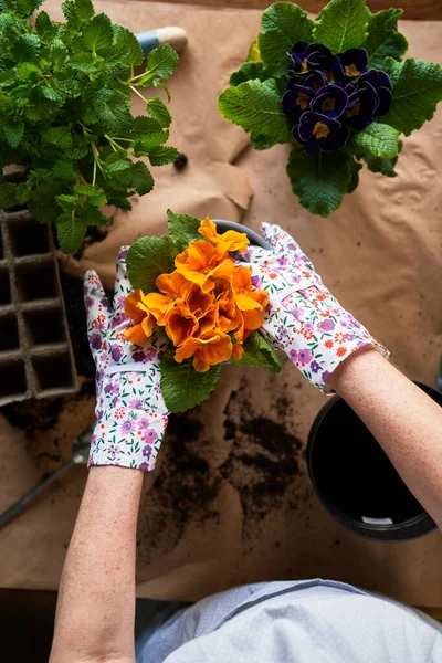 Top View Planting Flowers — Stock Photo, Image