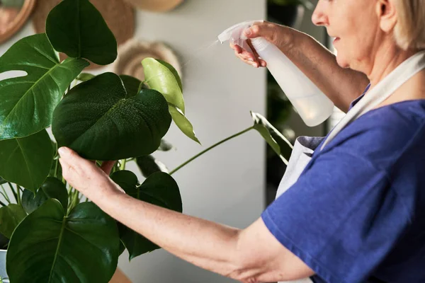 Nahaufnahme Einer Seniorin Die Topfpflanze Versprüht — Stockfoto