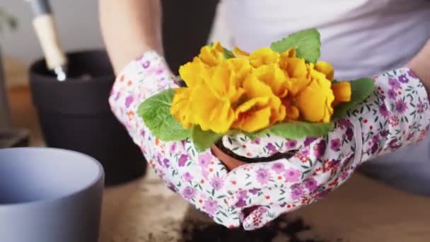 Primer Plano Vídeo Plantación Flores Casa Fotografía Con Cámara Helio — Vídeo de stock