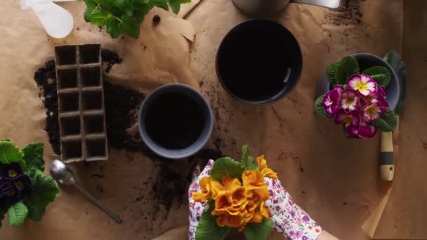Çiçek Dikme Videosunun Üst Görüntüsü Kırmızı Helyum Kamerayla Çekildi — Stok video