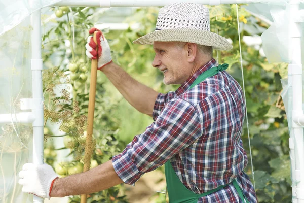 Man hårt arbetande i trädgården — Stockfoto