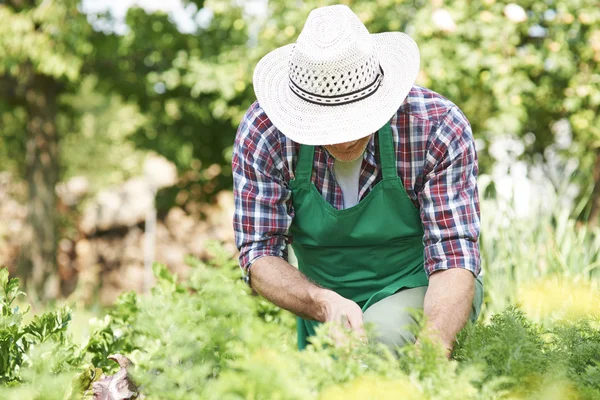 Mann arbeitet fleißig im Garten — Stockfoto