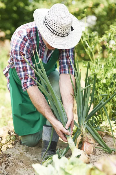 Uomo laborioso in giardino — Foto Stock