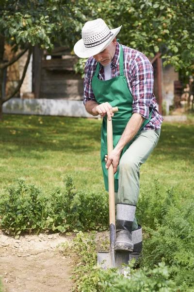 Seorang pria pekerja keras di kebun — Stok Foto