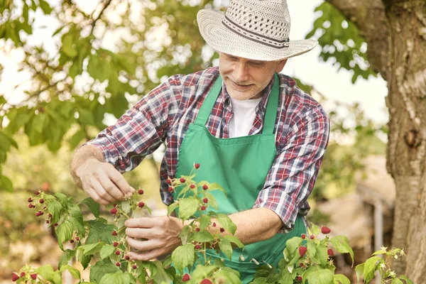 Trädgårdsmästare skörd hallon — Stockfoto