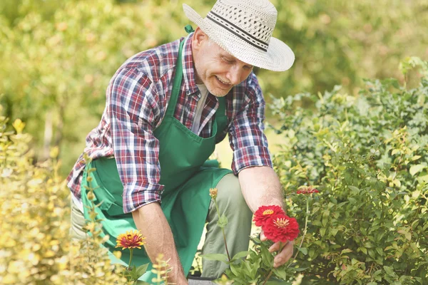 Glücklicher Gärtner kümmert sich um Blumen — Stockfoto