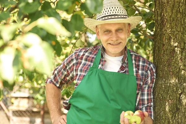 Jardinero con manzanas frescas en la mano — Foto de Stock