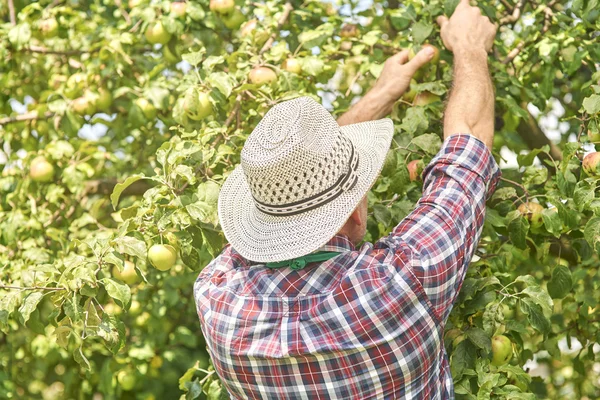 Gardener harvesting apples — Stock Photo, Image