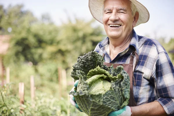 Senior man with organic cabbage — Stock Photo, Image