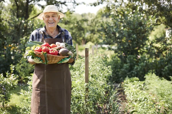 Senior man with organic vegetables — Stock Photo, Image