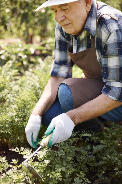 Hombre mayor trabajando en el jardín —  Fotos de Stock