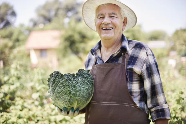 Старший мужчина с органической капустой — стоковое фото