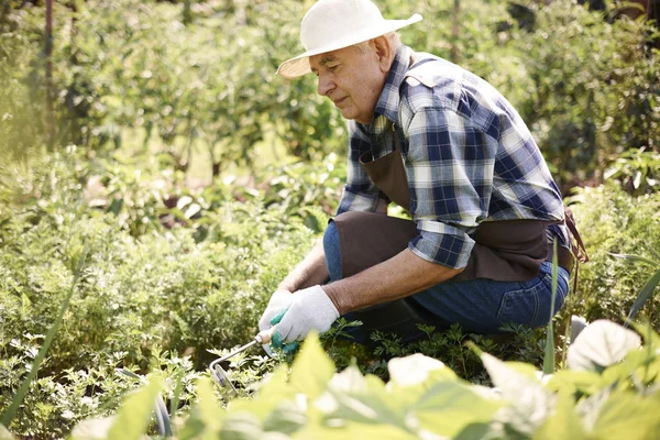 Hombre mayor trabajando en el jardín — Foto de Stock