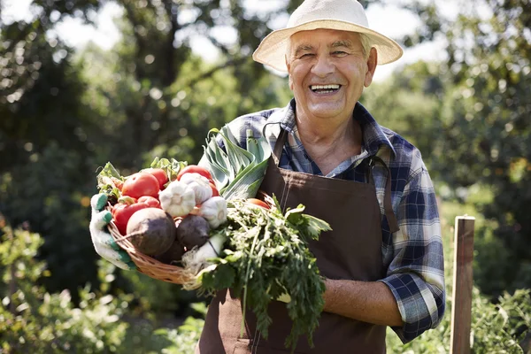 Seniorchef mit Bio-Gemüse — Stockfoto