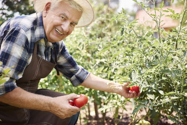 Старший мужчина с органическими овощами — стоковое фото