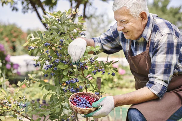 Senior man berries — Stok Foto