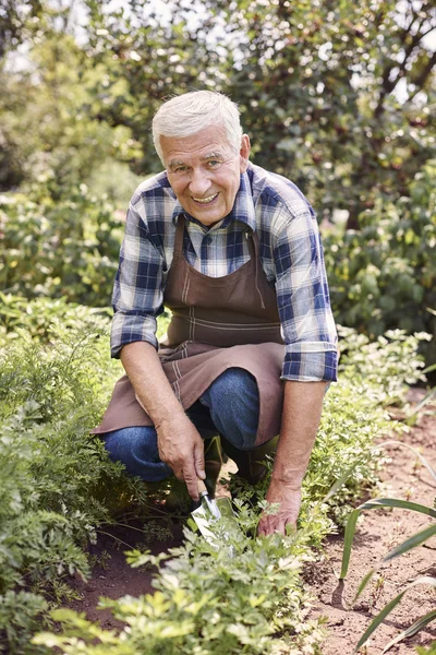 Senior arbeitet im Garten — Stockfoto