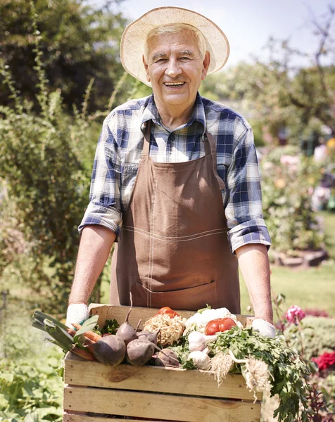 Seniorchef mit Bio-Gemüse — Stockfoto