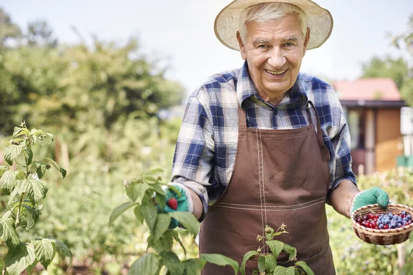 Senior man berries — Stock Photo, Image