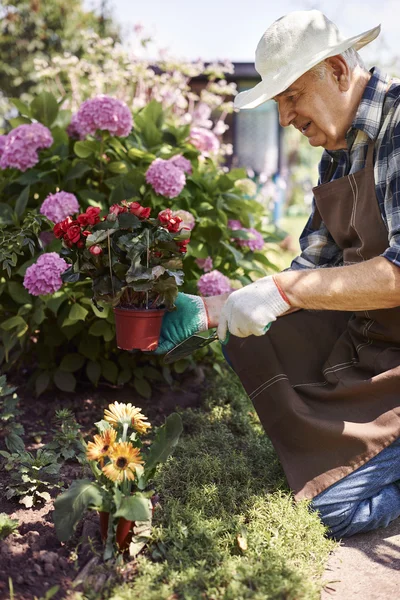 Старший мужчина работает с цветами — стоковое фото