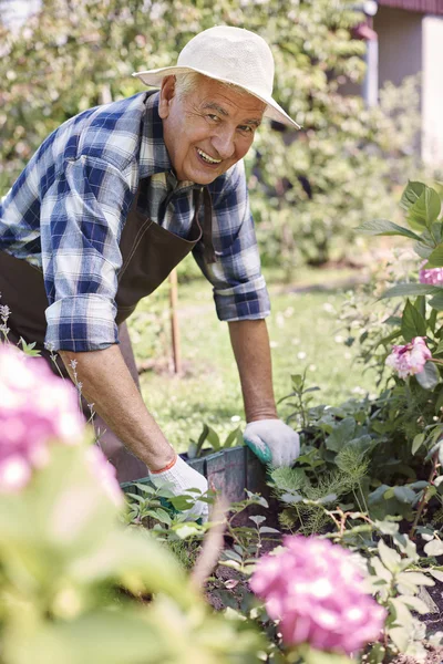Старший человек работает в саду — стоковое фото