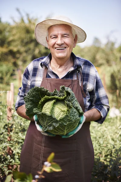 Senior man harvesting vegetable crop — Stock Photo, Image