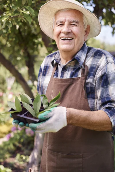 Uomo anziano che lavora in giardino — Foto Stock