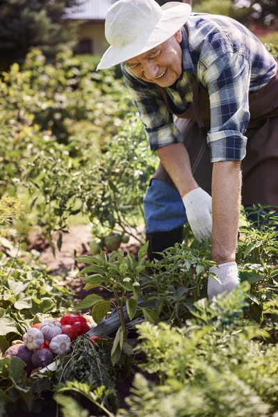 Homem sênior colheita cultura vegetal — Fotografia de Stock