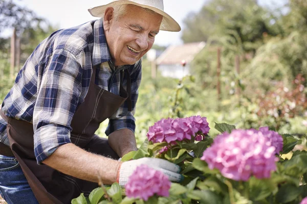 Seniorchef arbeitet mit Blumen — Stockfoto