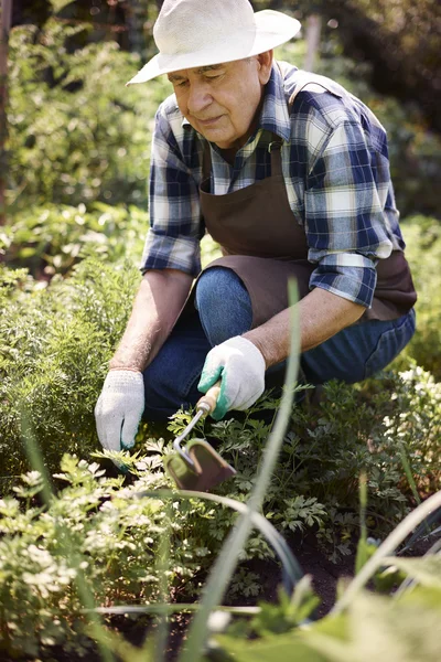 Senior arbeitet im Garten — Stockfoto