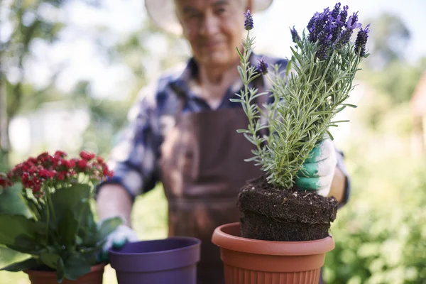 Senior man working with flowers — Stock Photo, Image