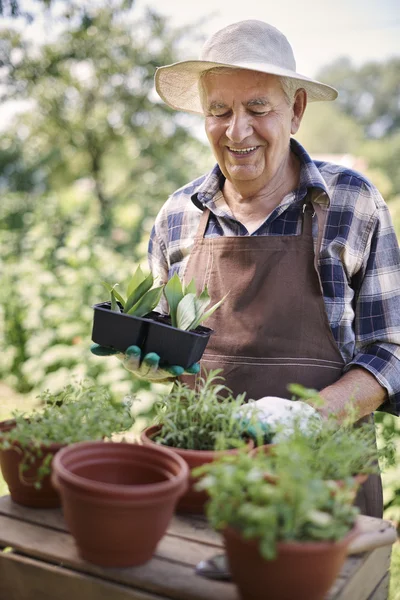 Senior man working in garden — Stock Photo, Image