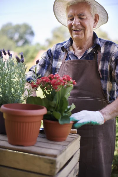 Hombre mayor que trabaja con flores — Foto de Stock