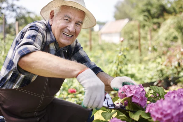 Старший чоловік працює з квітами — стокове фото