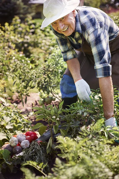 Äldre man skörda vegetabiliska gröda — Stockfoto