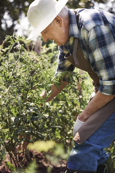 Senior arbeitet im Garten — Stockfoto