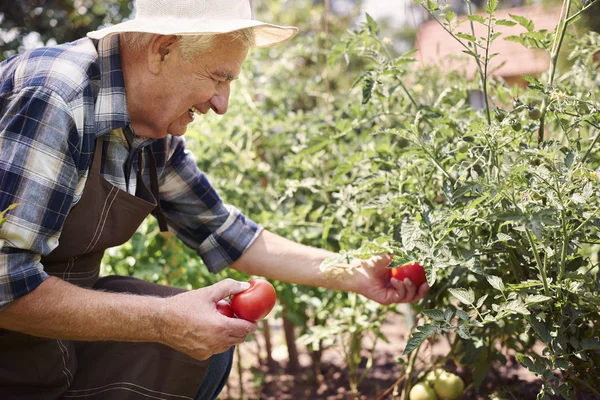 Senior man oogsten plantaardige gewas — Stockfoto