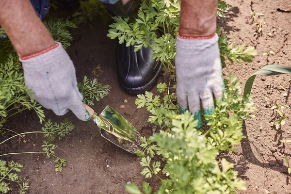 Homme âgé travaillant dans le jardin — Photo