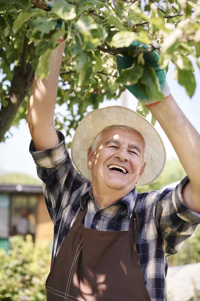 Älterer Mann arbeitet im Obstgarten — Stockfoto