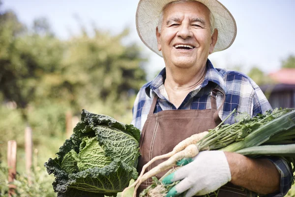 Homme âgé récolte culture de légumes — Photo