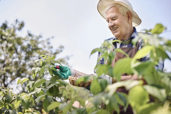 Pria senior memanen stroberi — Stok Foto