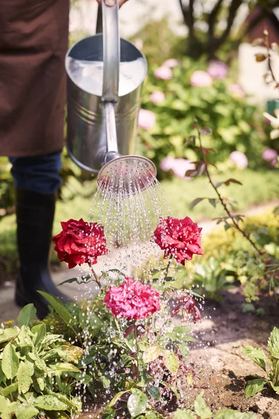 Uomo che innaffia fiori fioriti — Foto Stock