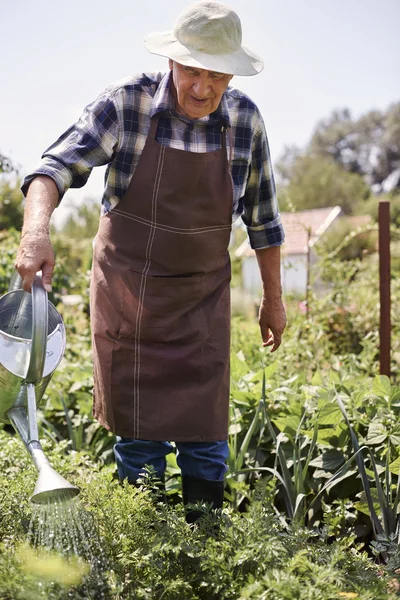 식물을 사용 하는 수석 남자 — 스톡 사진
