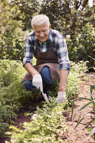 Senior man aan het werk met planten — Stockfoto