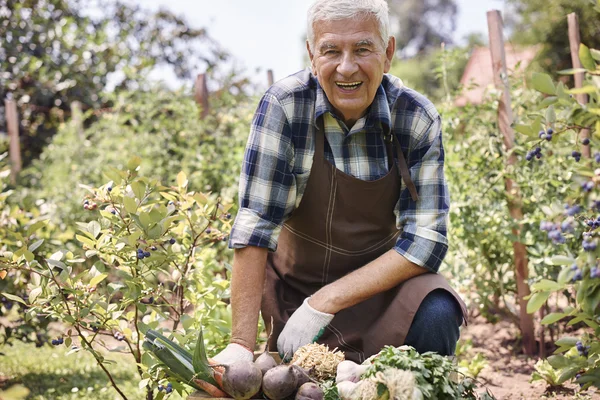 Elderly man with  organic vegetables — Stock Photo, Image