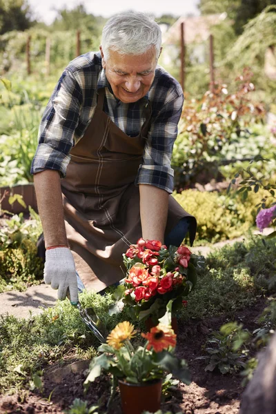 Homem sênior plantando flores — Fotografia de Stock