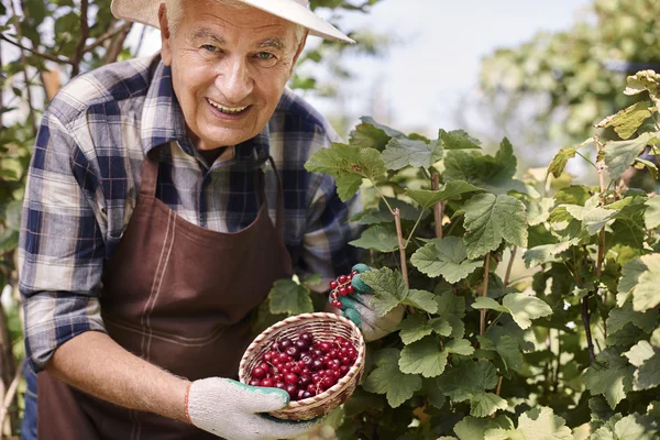 Elderly man with currant berries — Stock Photo, Image