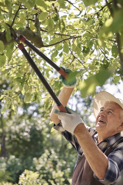 Senior man cuts off dead branches — Stock Photo, Image