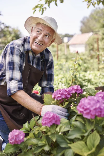 Seniorchef arbeitet mit blühenden Blumen — Stockfoto